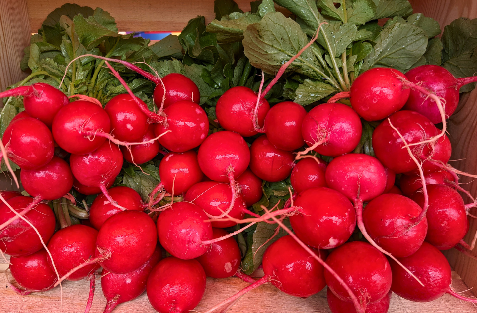 Rutgers Gardens Student Farm